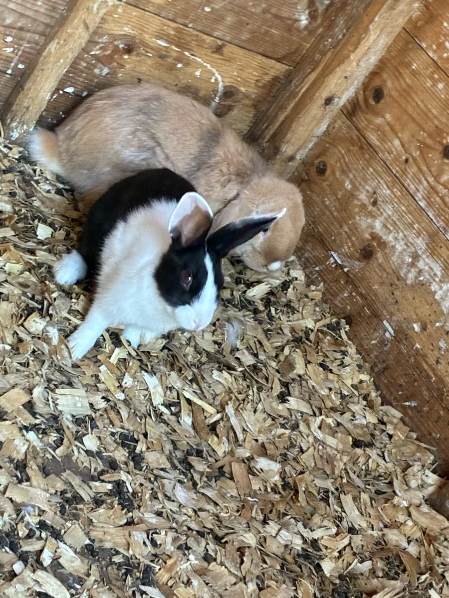 Rabbits - Image 2