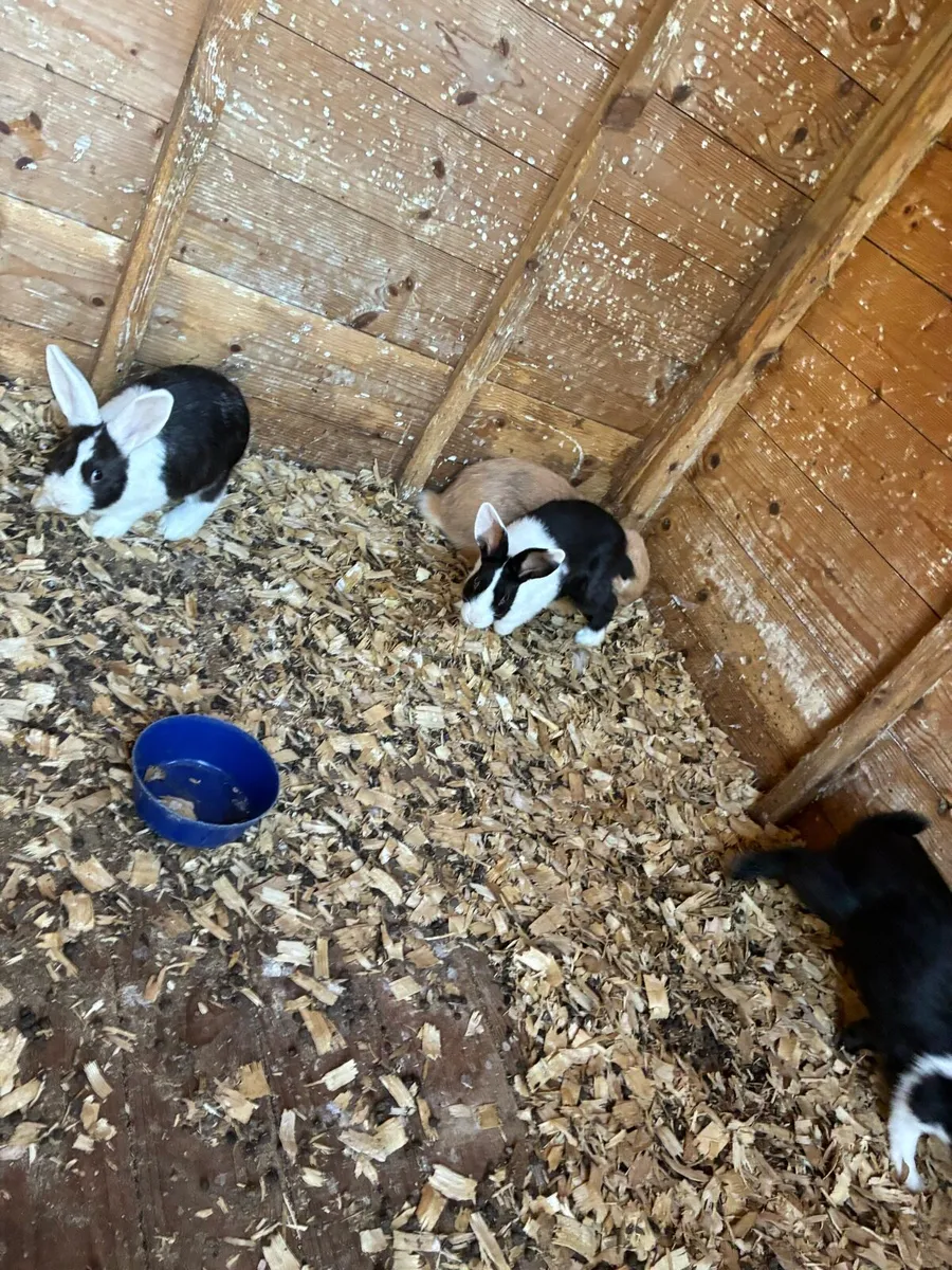 Rabbits - Image 3