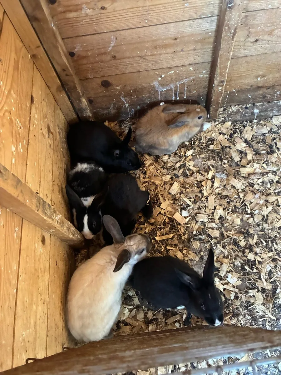 Rabbits - Image 4