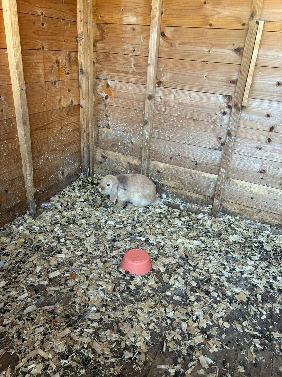 Rabbits - Image 4