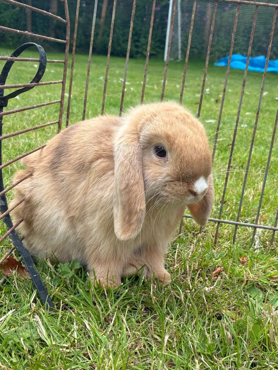 Rabbits - Image 1