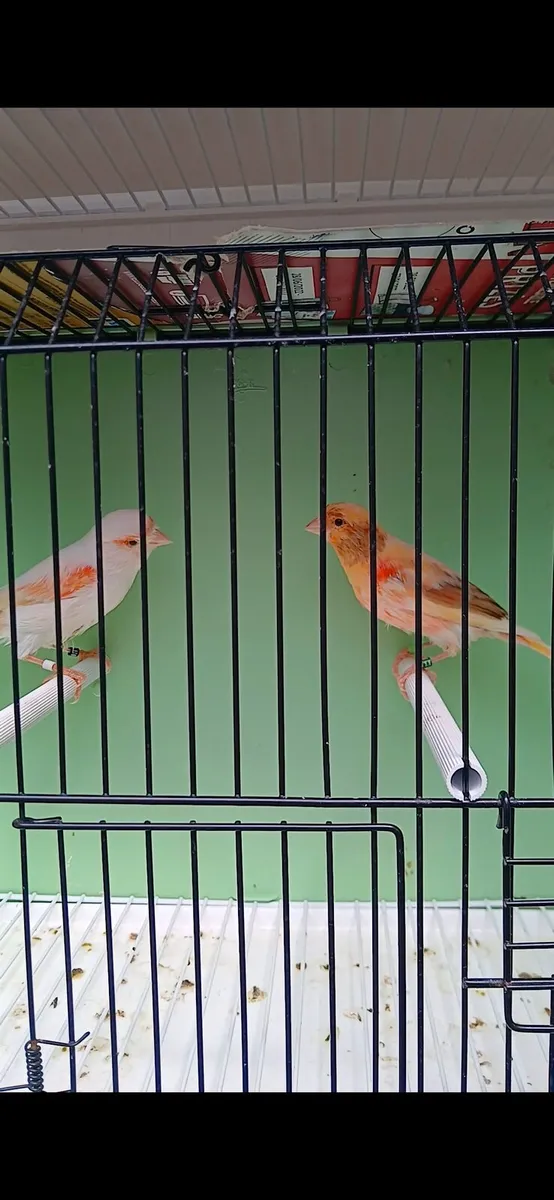Harlequin pair for sale. - Image 2