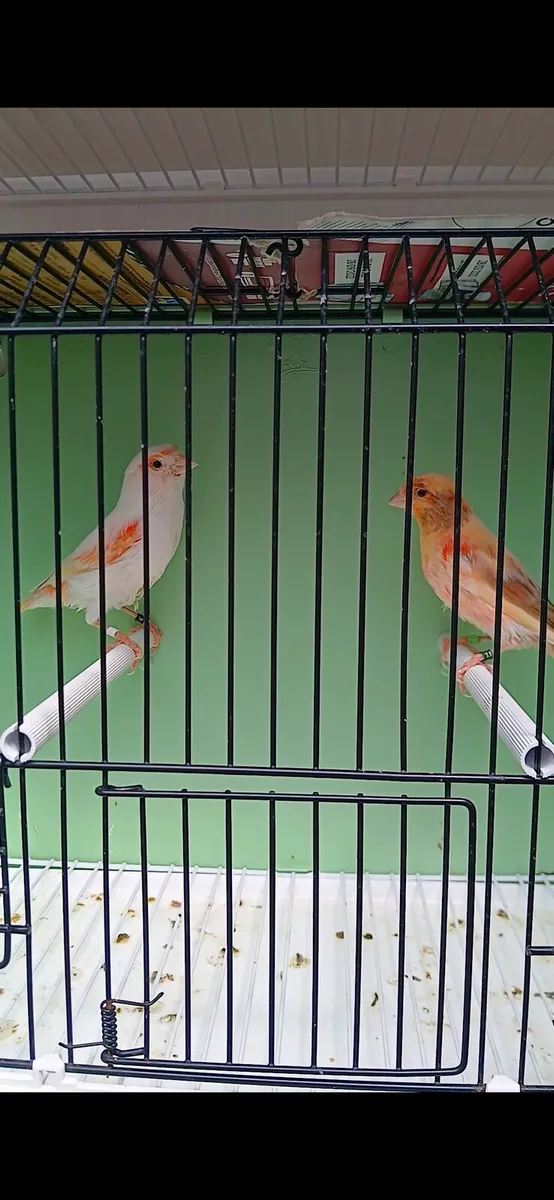 Harlequin pair for sale. - Image 3