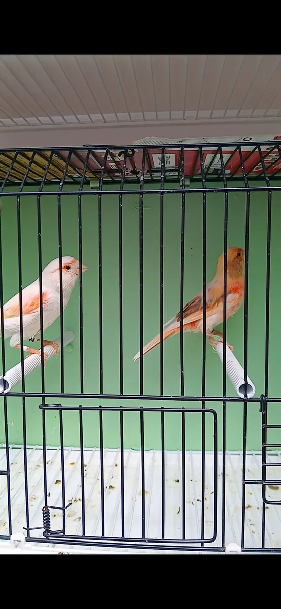 Harlequin pair for sale. - Image 4