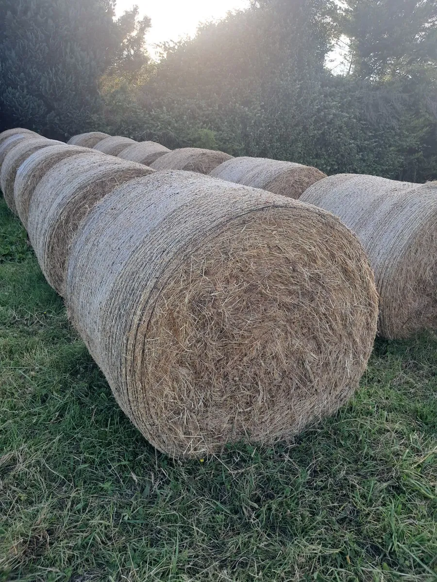 Hay for sale - Image 1