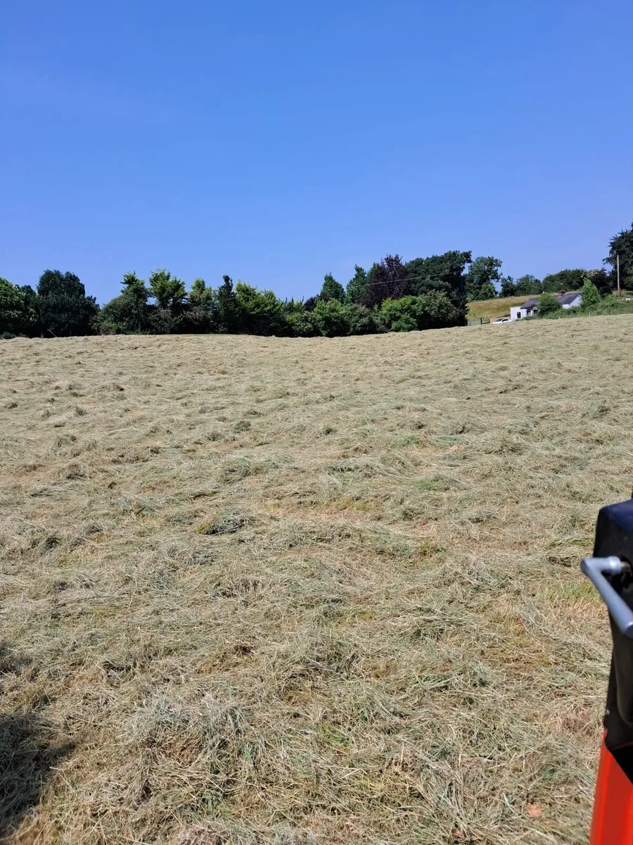 Hay for sale - Image 2