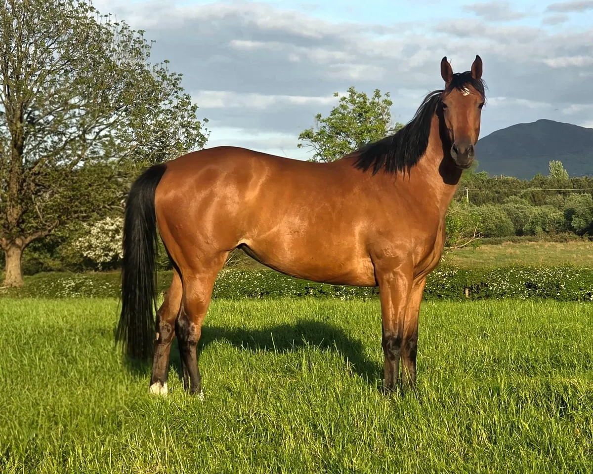 3yo Thoroughbred filly - Image 1