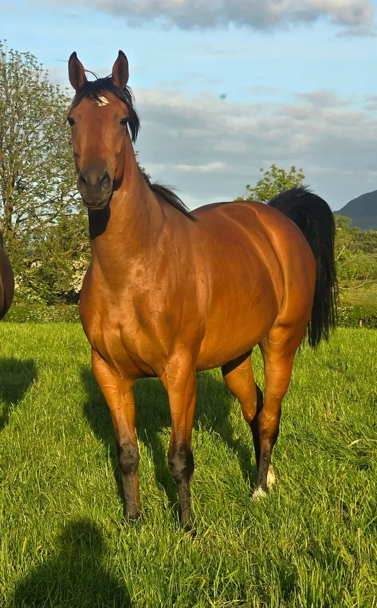 3yo Thoroughbred filly - Image 2