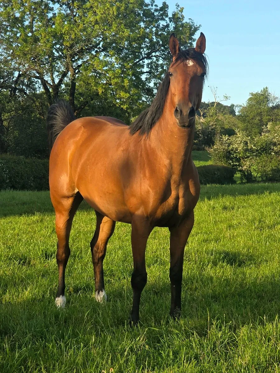 3yo Thoroughbred filly - Image 3