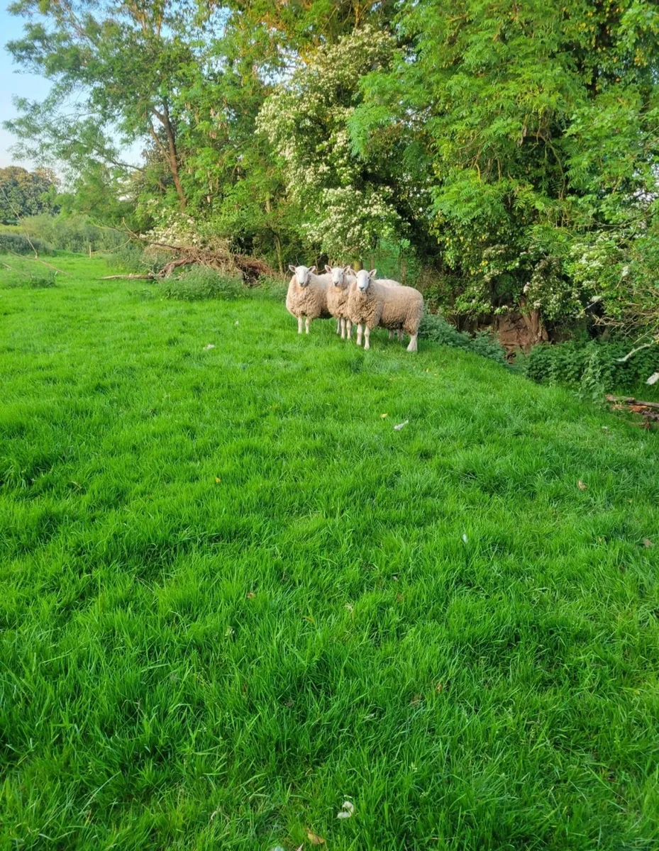 PBNR Cheviot Hogget Rams - Image 1