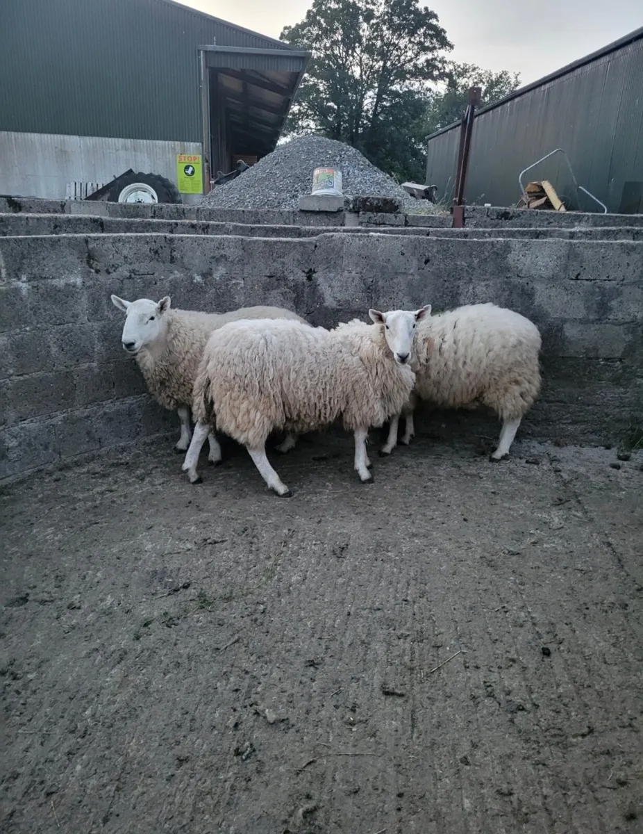 PBNR Cheviot Hogget Rams - Image 2