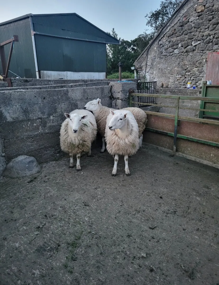 PBNR Cheviot Hogget Rams - Image 3