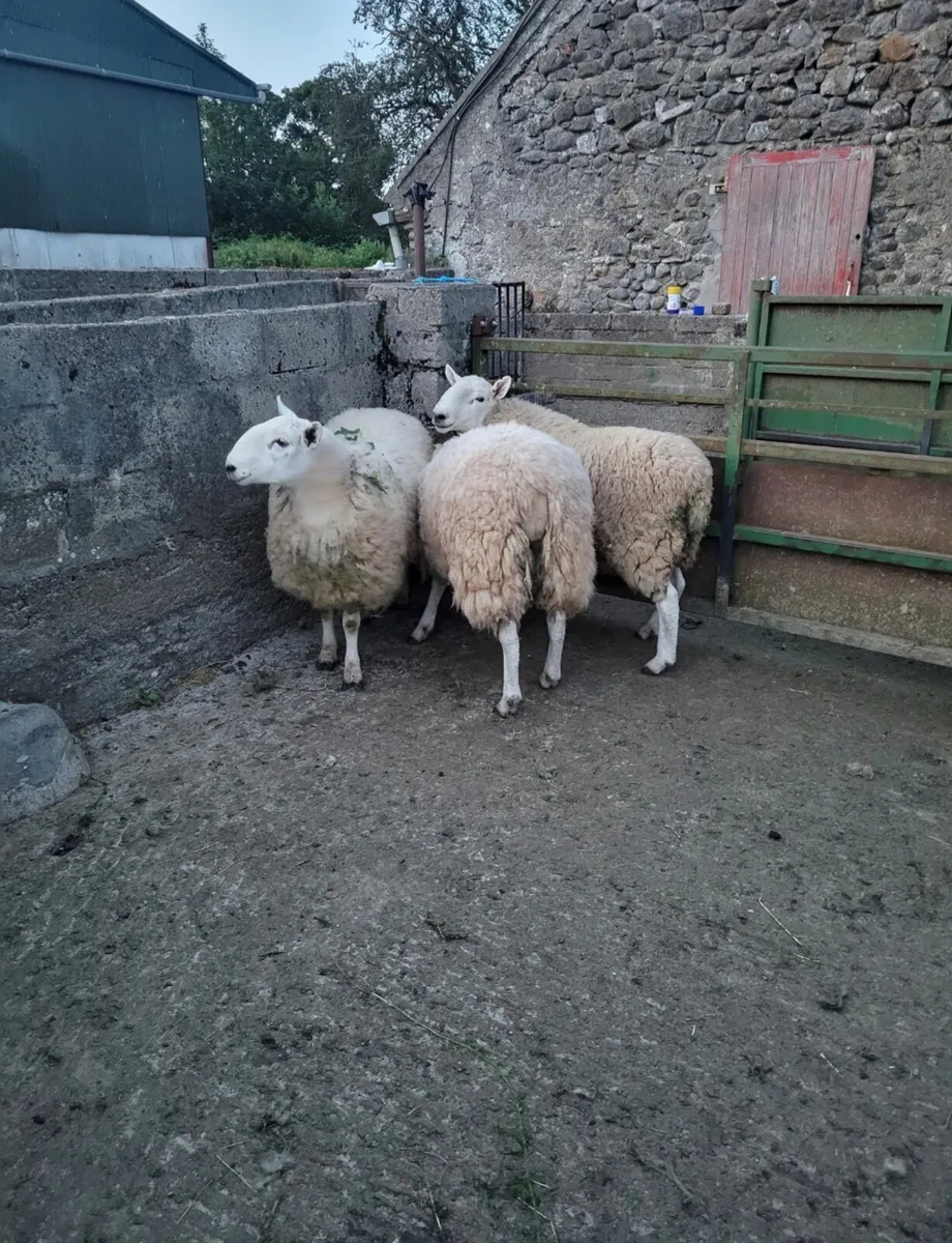 PBNR Cheviot Hogget Rams - Image 4
