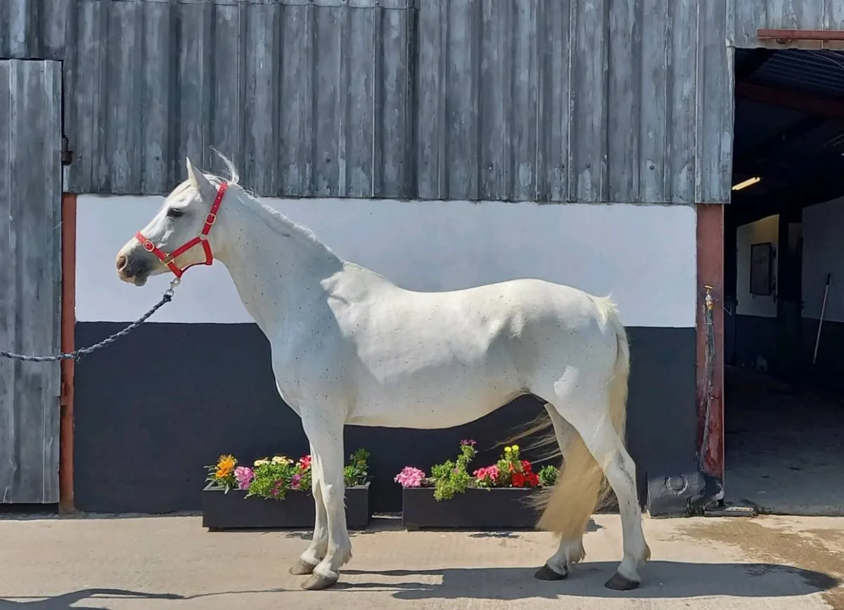 Oisin broodmare - Image 1