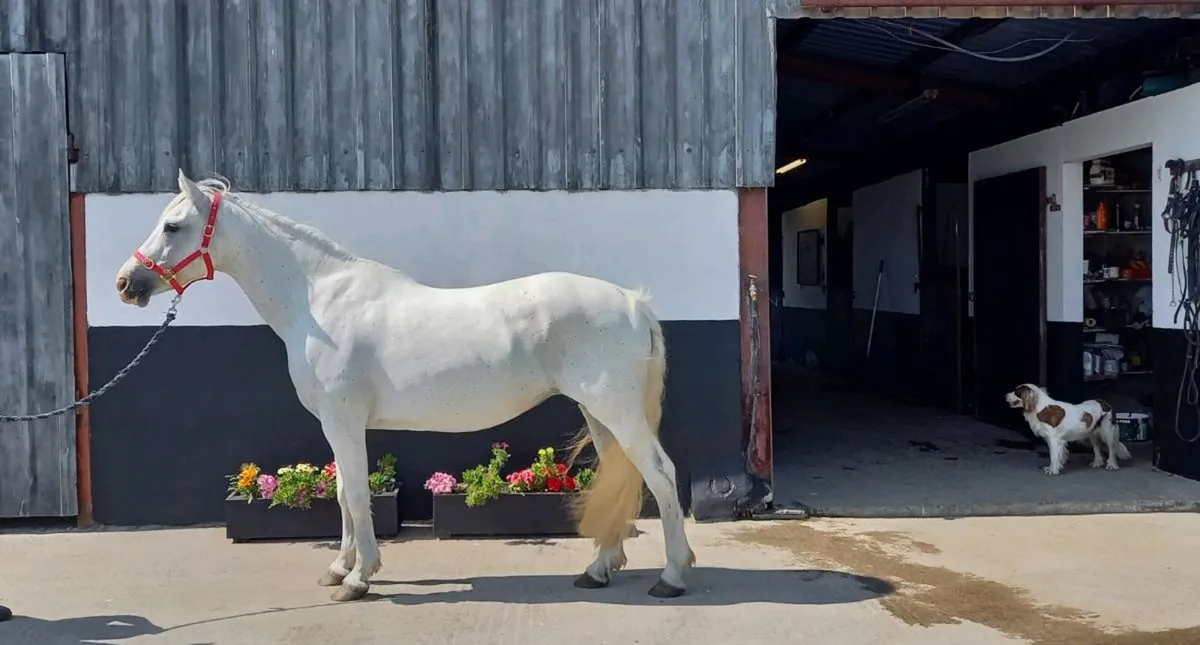 Oisin broodmare - Image 2