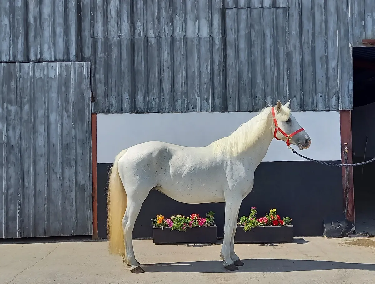 Oisin broodmare - Image 3