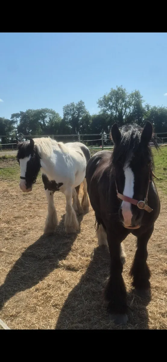 13.2hh ponies - Image 1