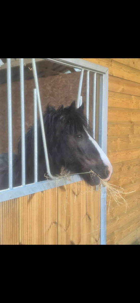 13.2hh ponies - Image 2