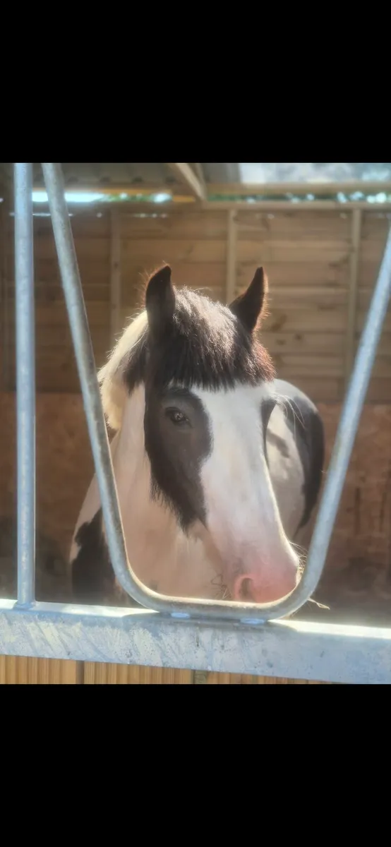 13.2hh ponies - Image 3