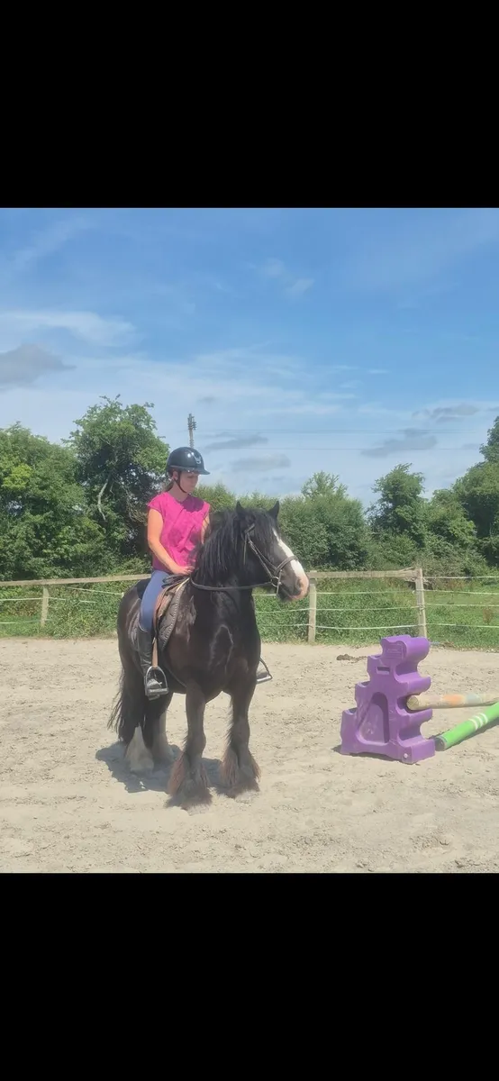 13.2hh ponies - Image 4