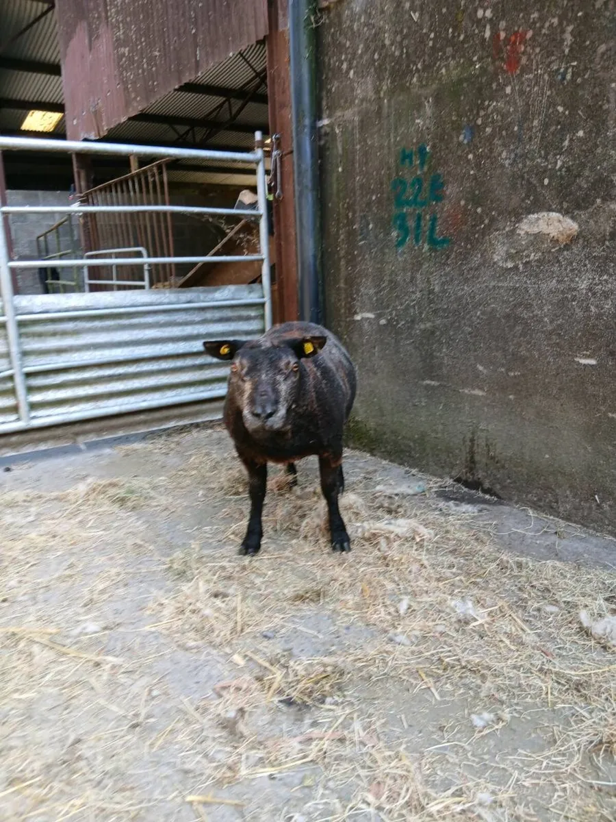 Blue Texel ram - Image 1