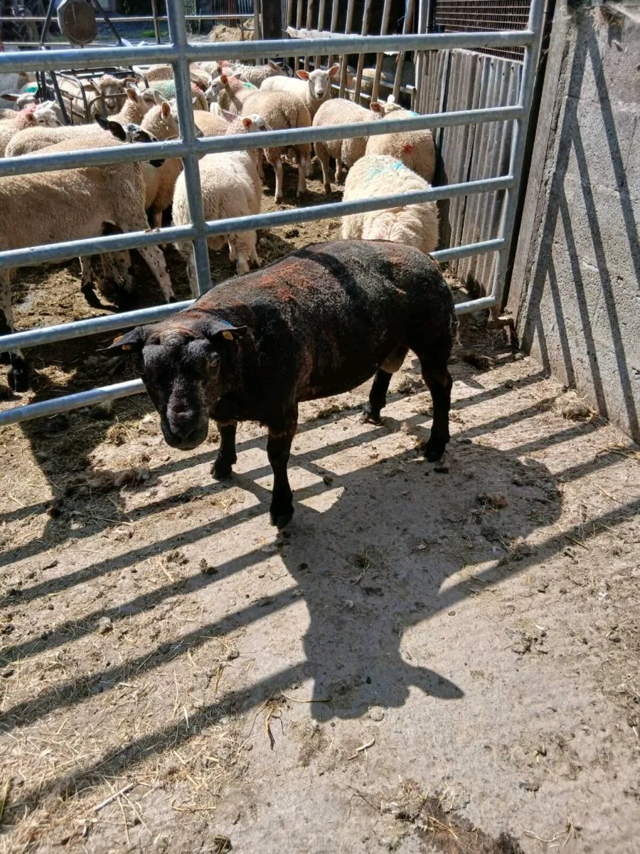 Blue Texel ram - Image 2