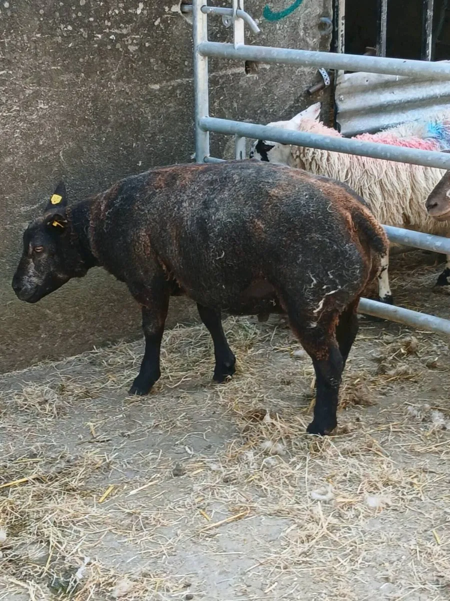 Blue Texel ram - Image 3