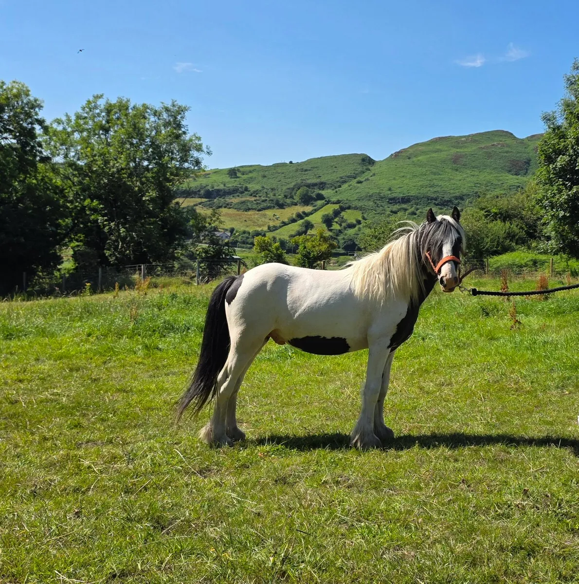 Pony