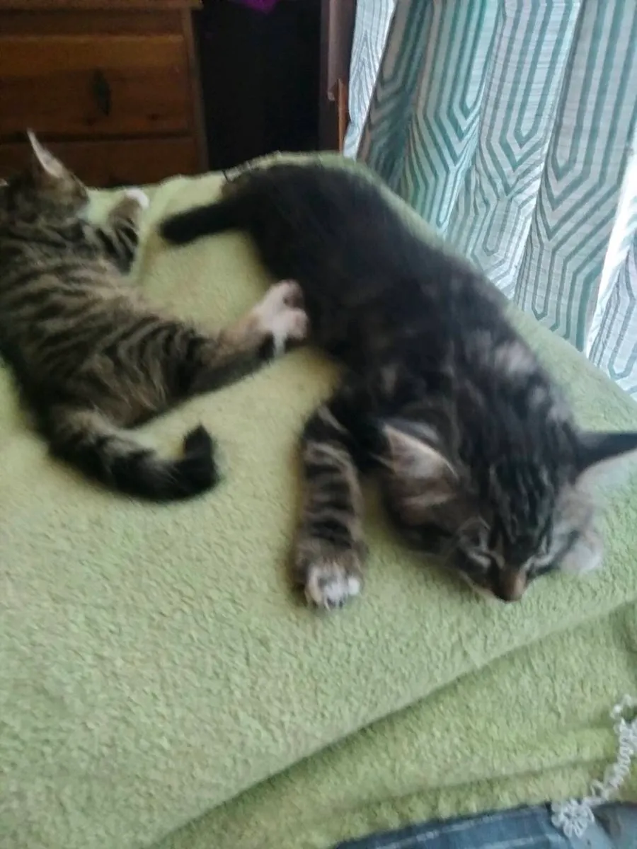 Kitens - Image 4