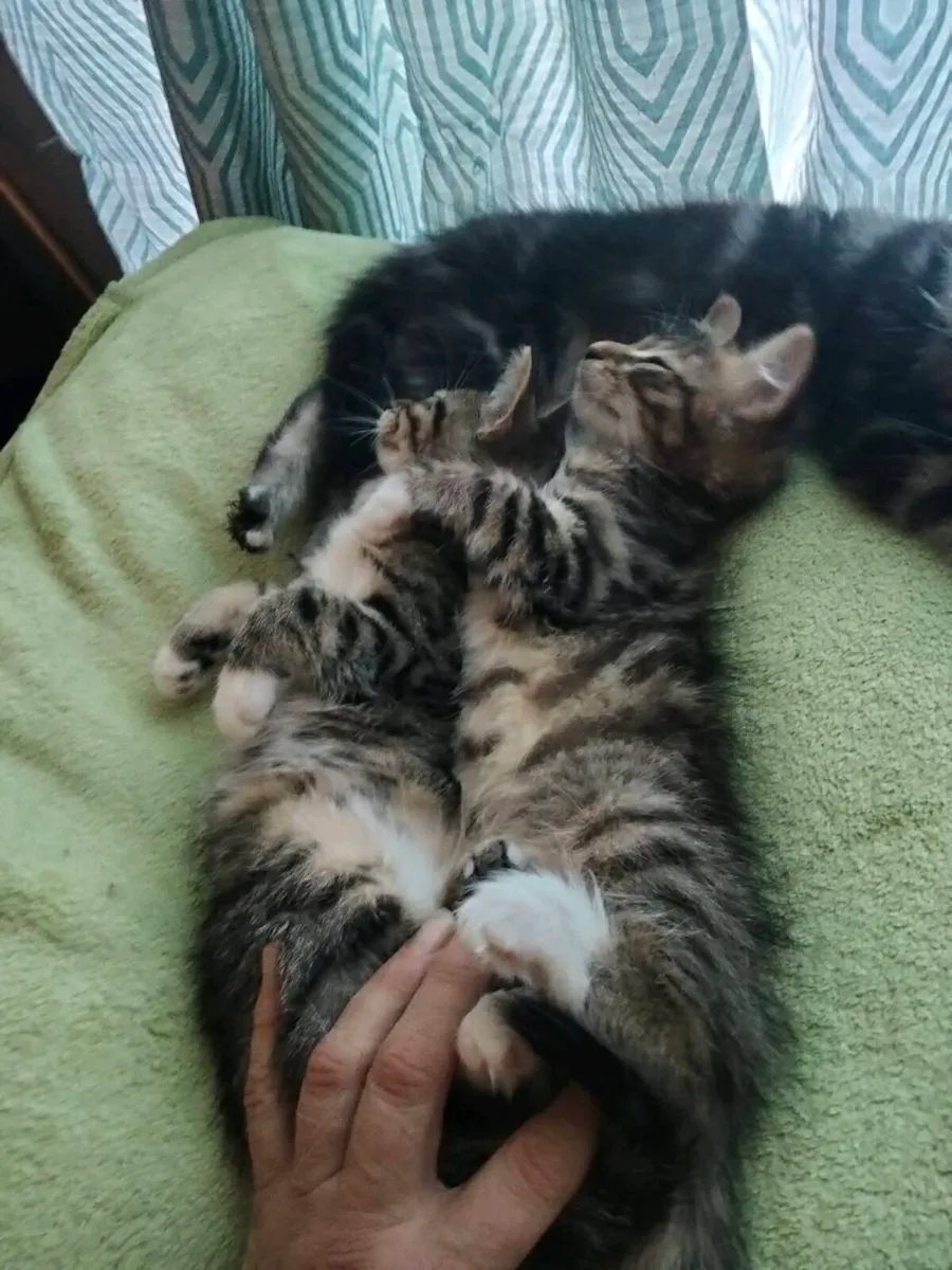 Kitens - Image 1