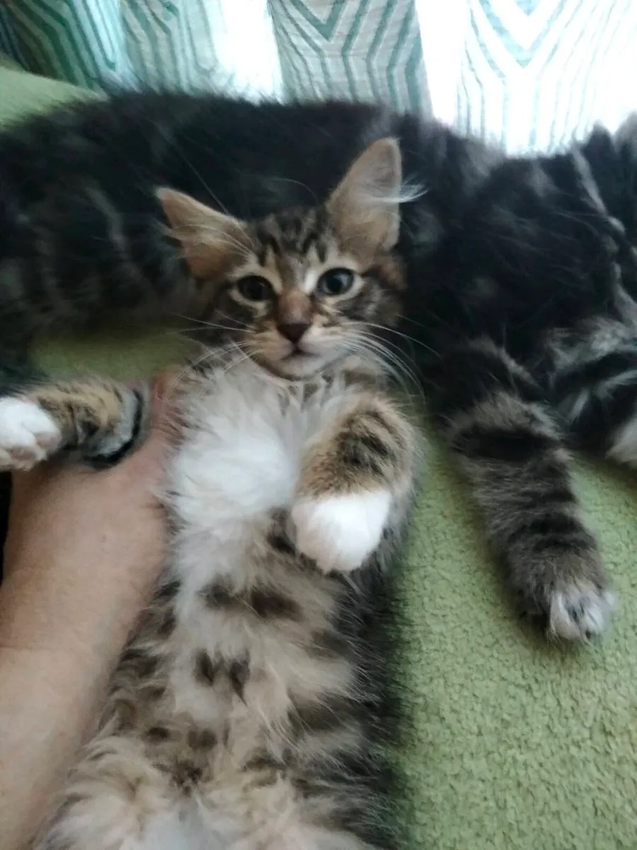 Kitens - Image 2