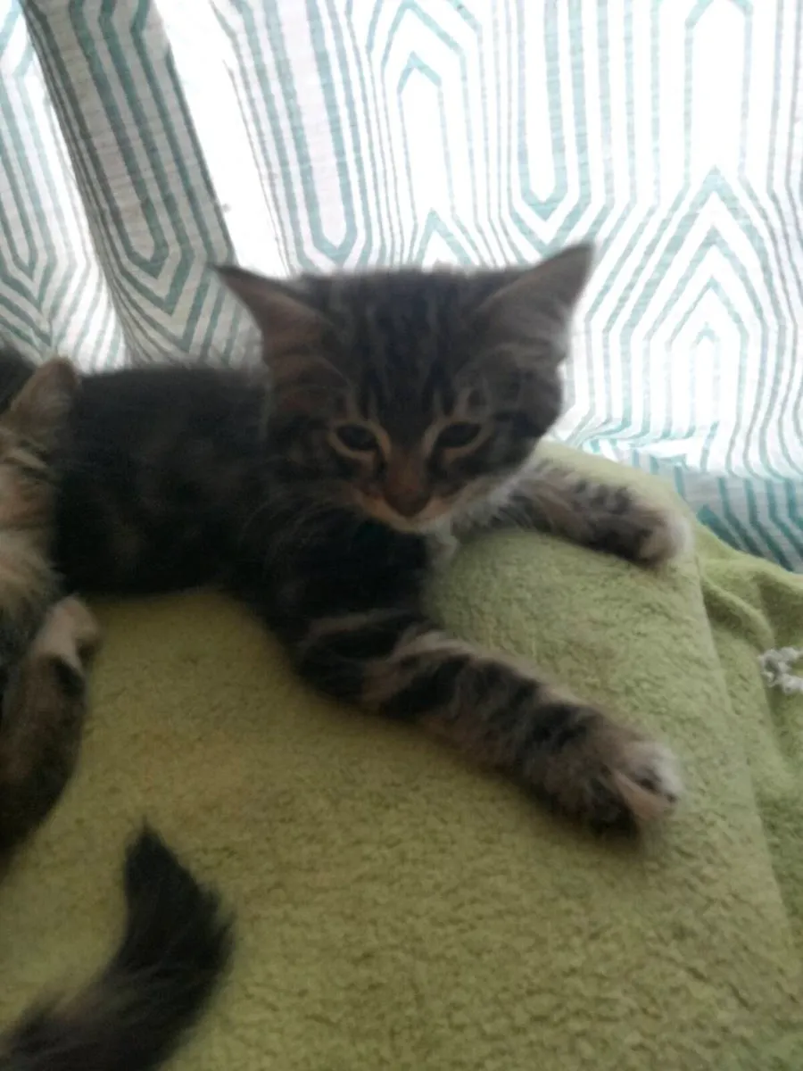 Kitens - Image 3