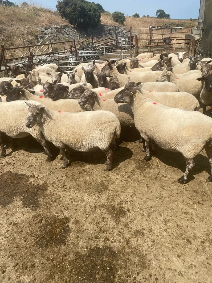 4 yr old ewes - Image 1