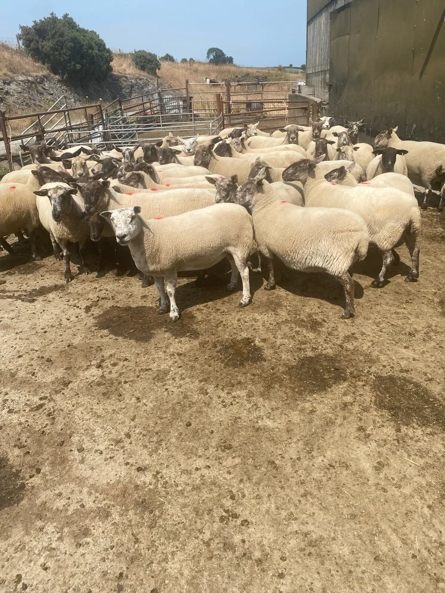4 yr old ewes - Image 3