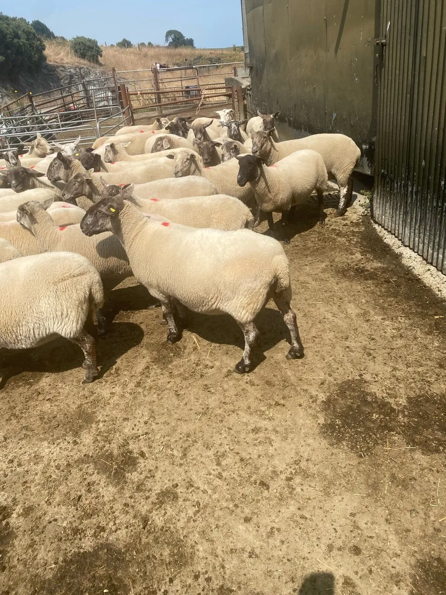 4 yr old ewes - Image 2