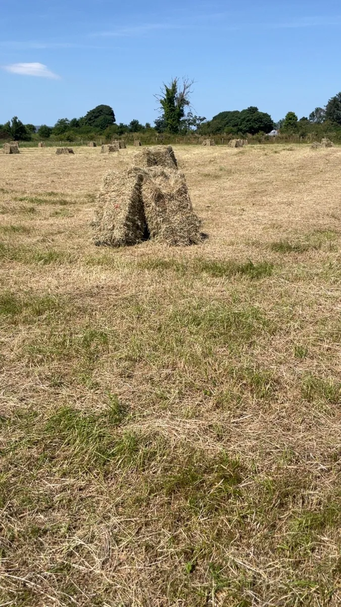 Square bales of hay - Image 1