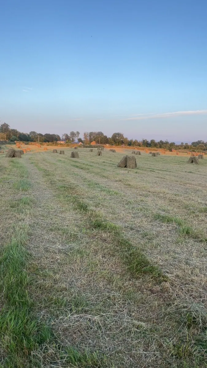 Square bales of hay - Image 2
