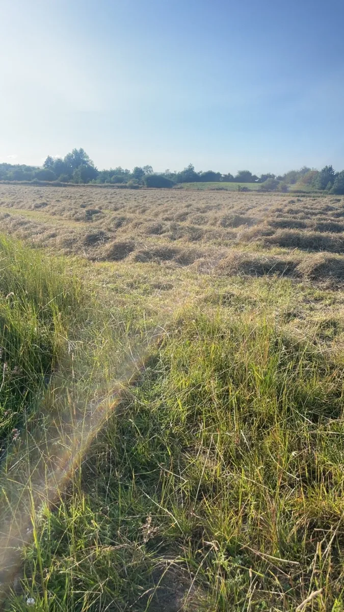 Square bales of hay - Image 3