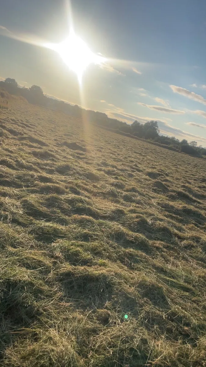 Square bales of hay - Image 4