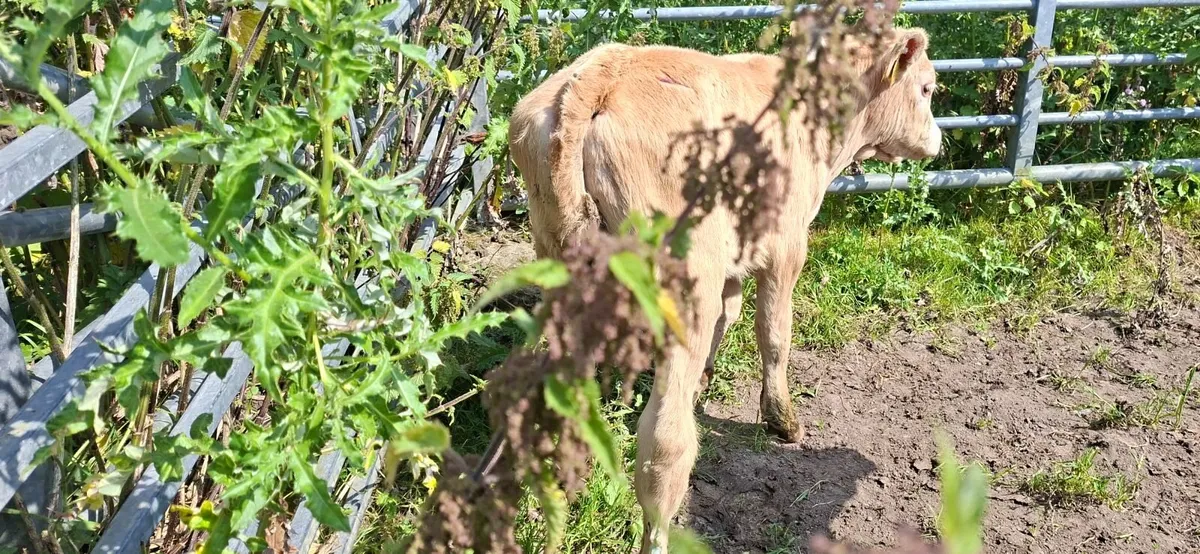 Charolais Heifer Calf - Image 2