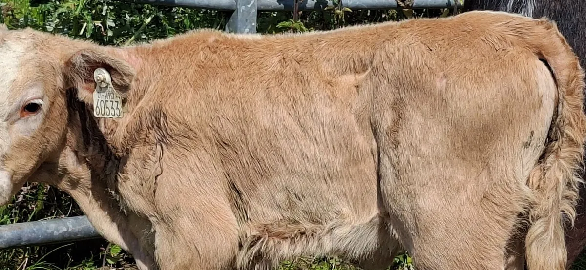 Charolais Heifer Calf - Image 3