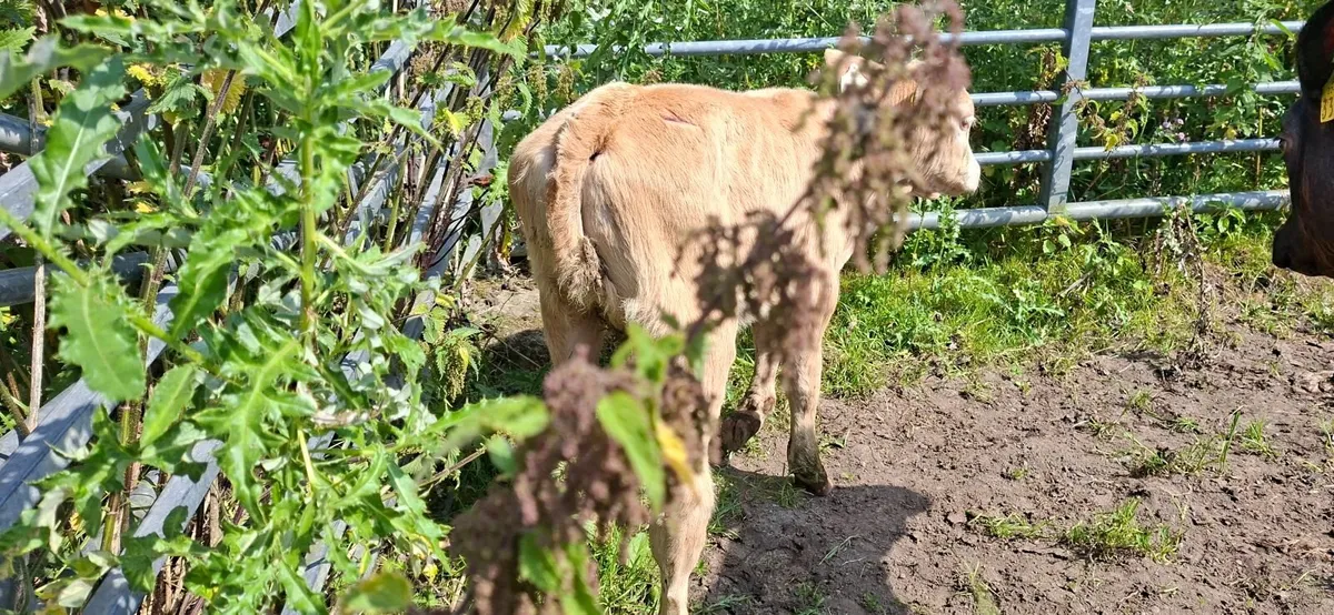 Charolais Heifer Calf - Image 4