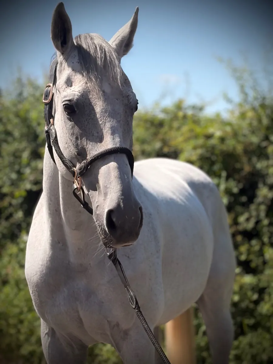 Ideal Hunting horse - Image 1