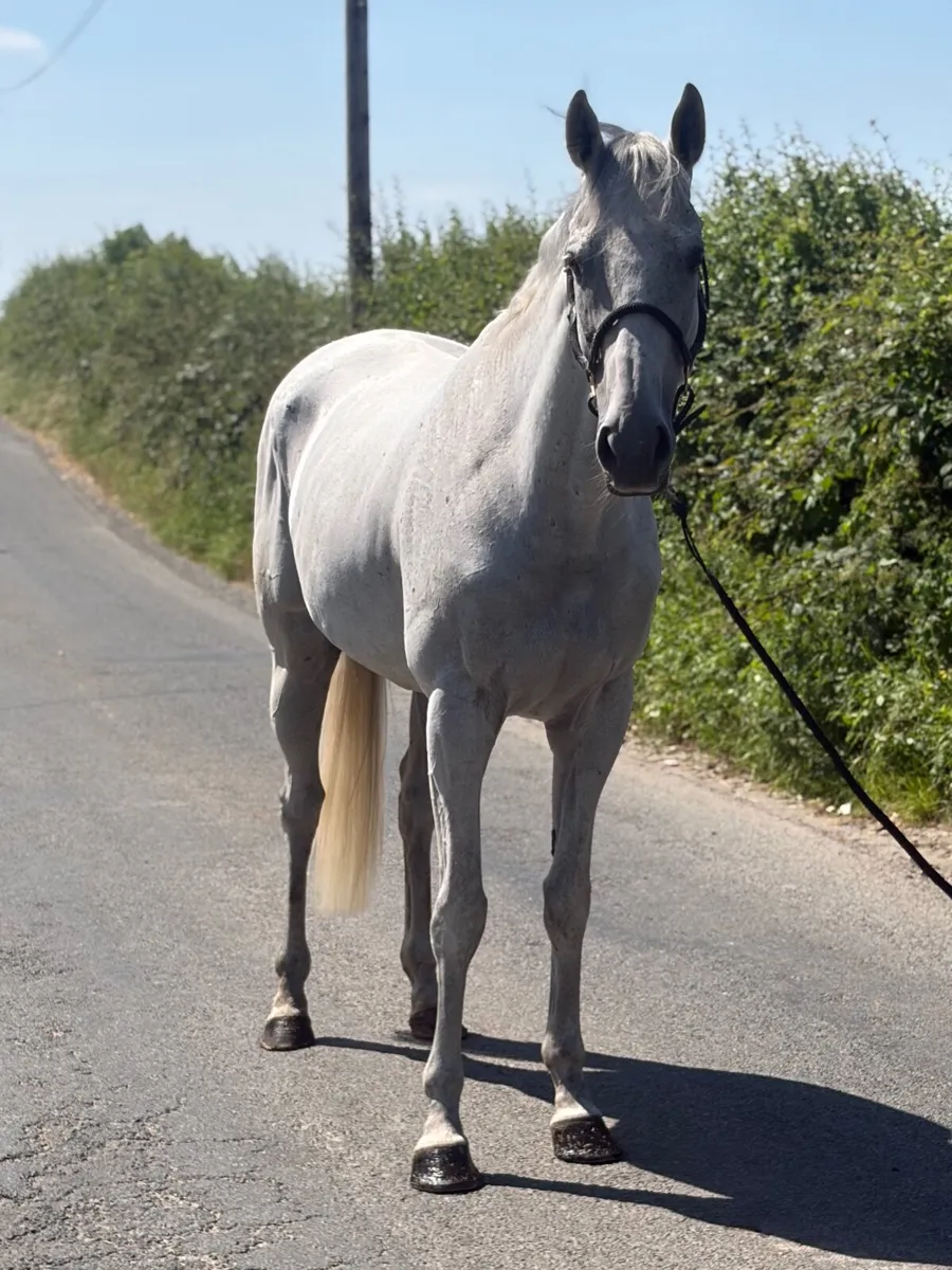 Ideal Hunting horse - Image 2
