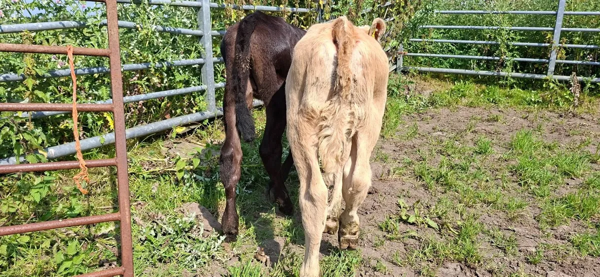 Charolais Heifer Calf - Image 1