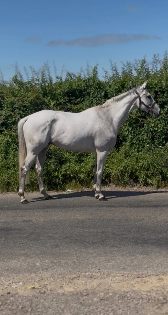 Ideal Hunting horse - Image 3