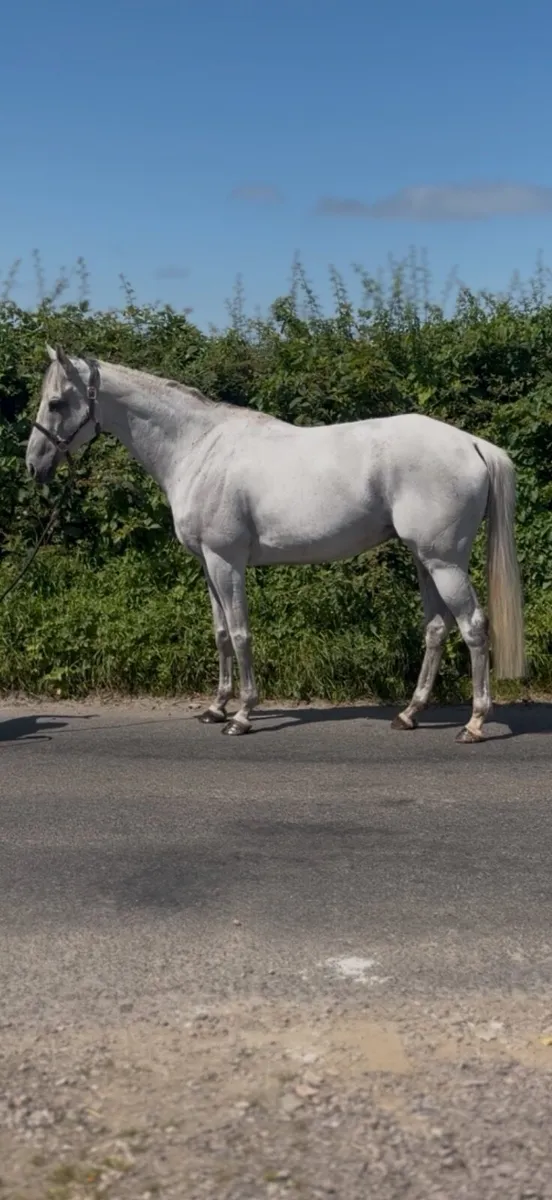 Ideal Hunting horse - Image 4