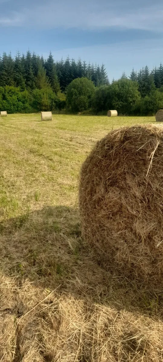 hay bales - Image 2