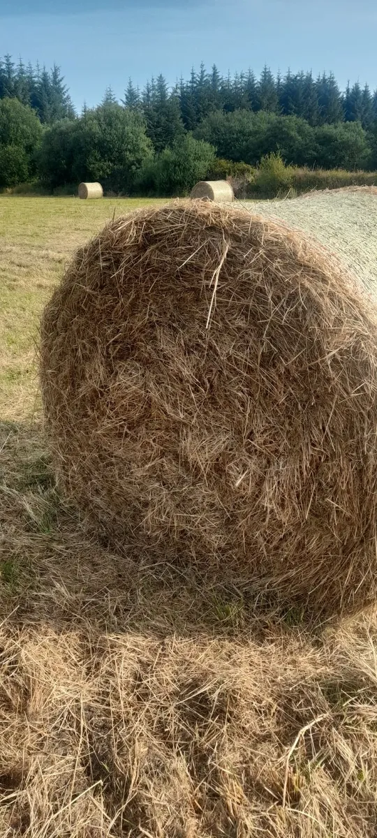 hay bales - Image 1