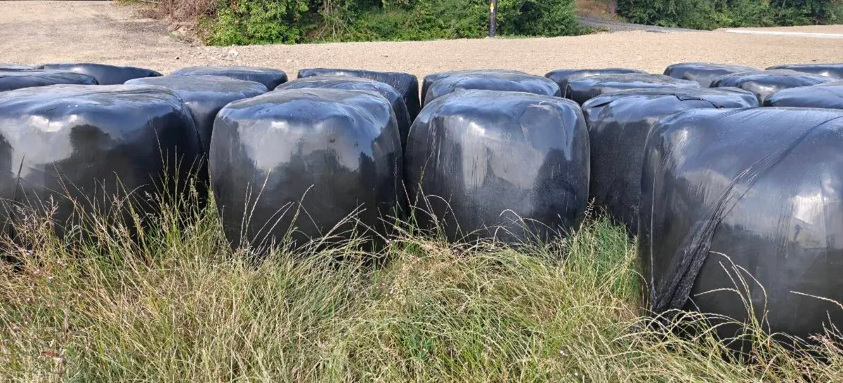 High Quality silage bales - Image 3